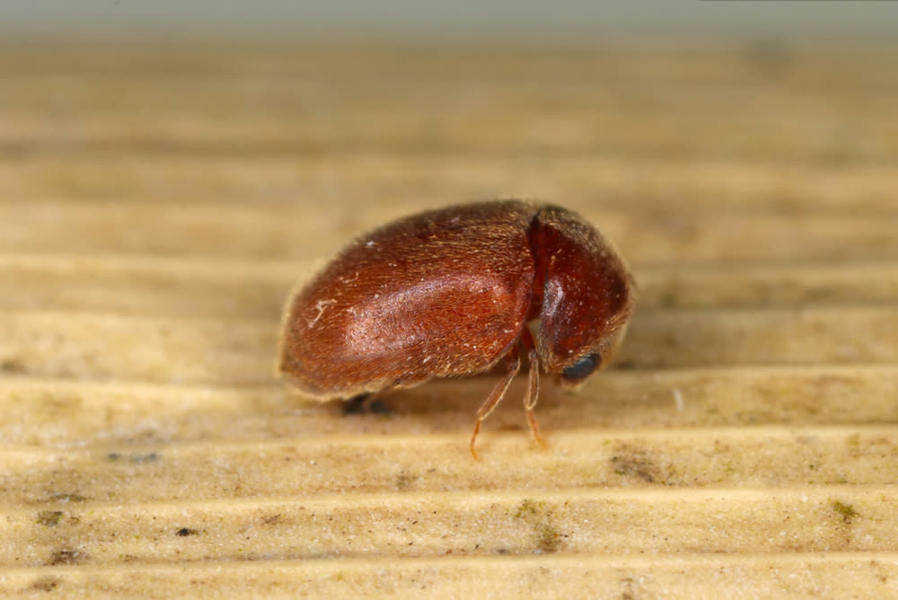 Close-up of a small brown moisture-related beetle on wood
