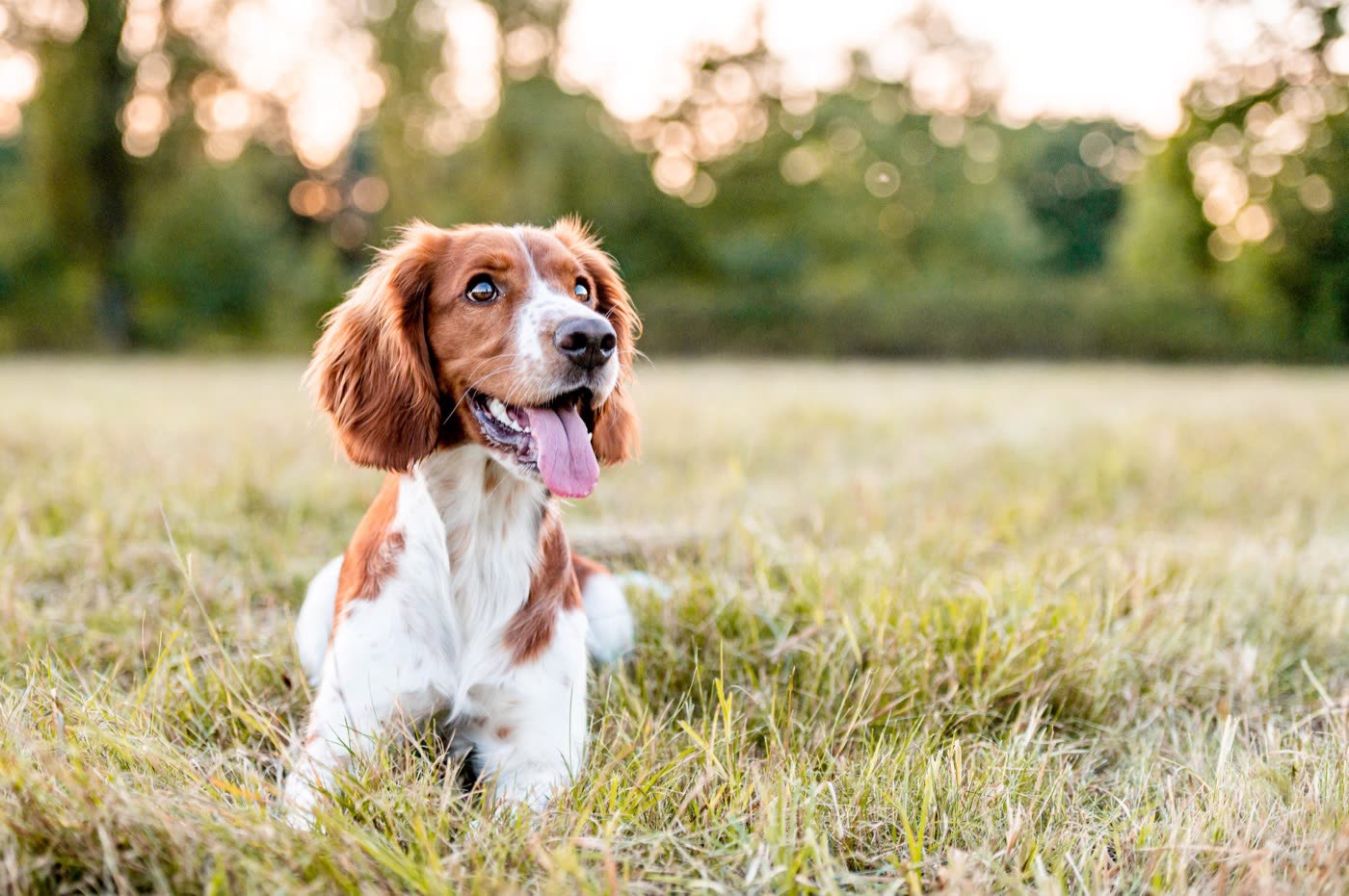 Dog sitting outdoors for silica gel packet safety guidance