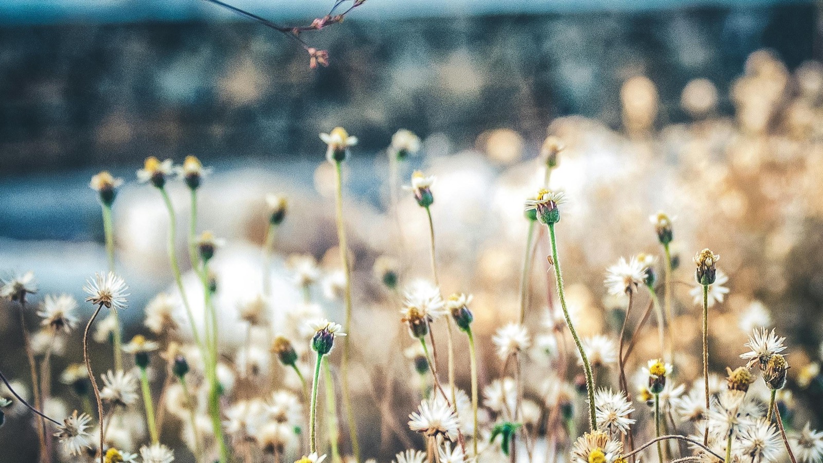 Wildflowers in a soft-focus meadow for Flora and Forest ambassador story