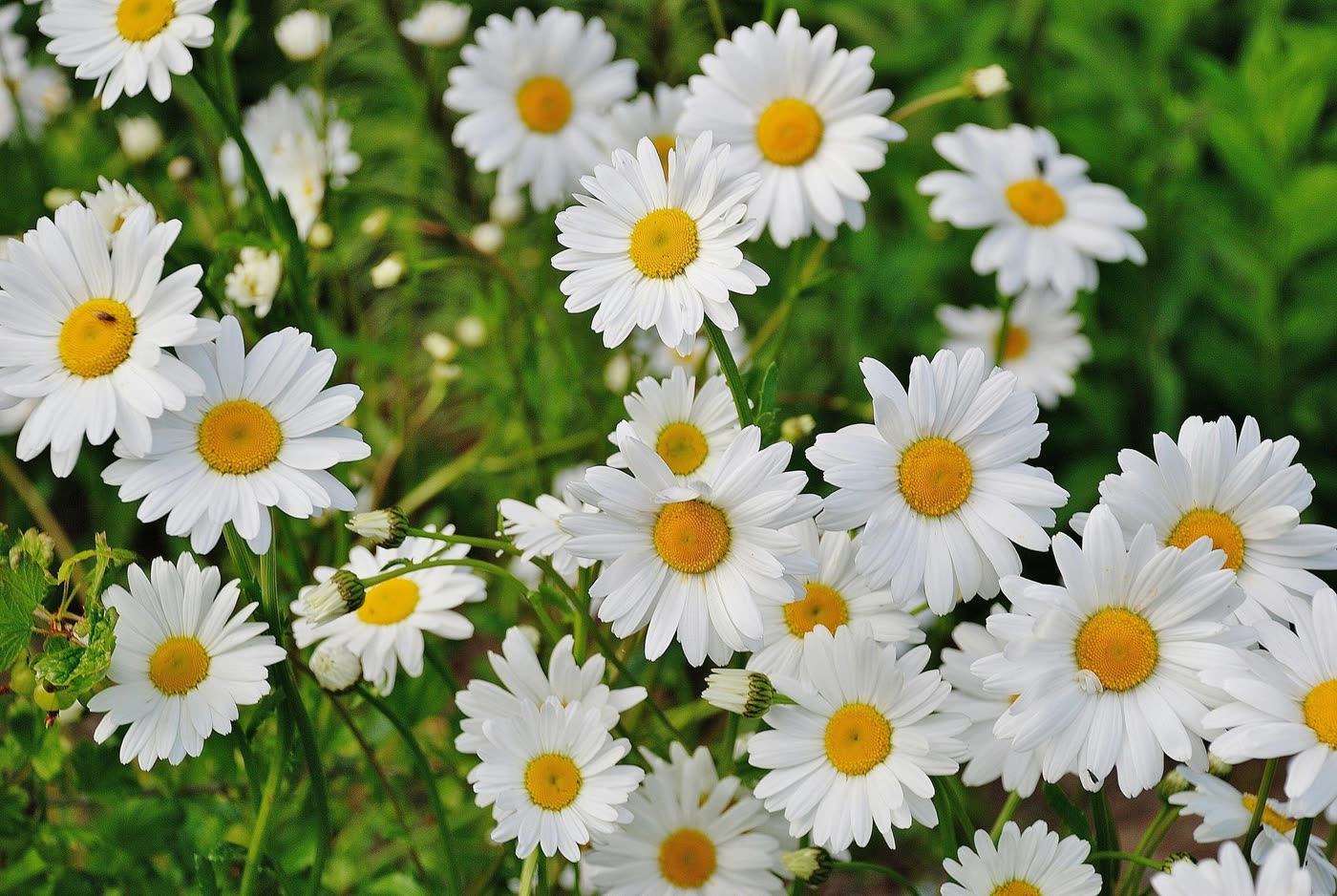 Flower field background for Artwork by Logan ambassador story