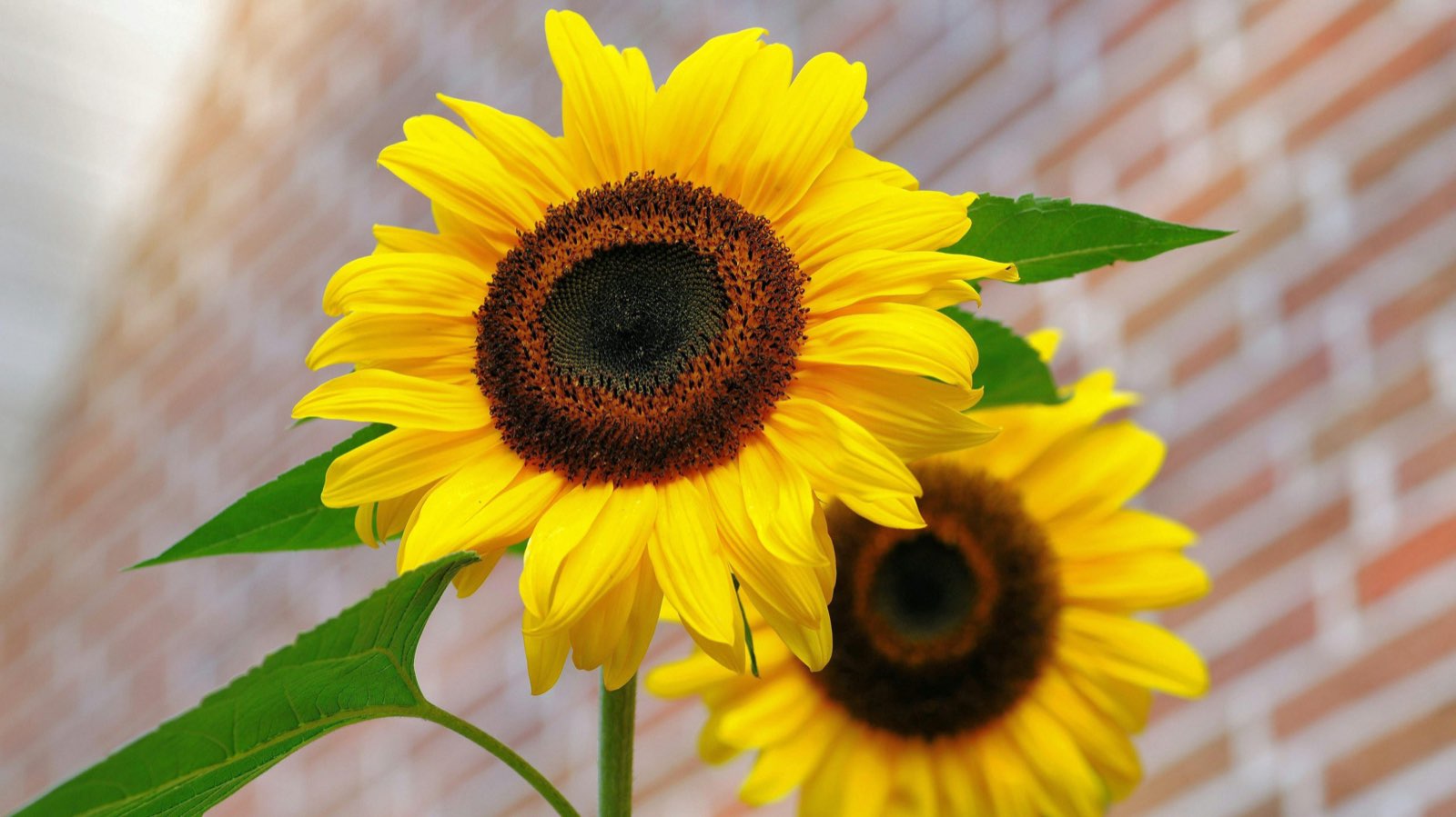 Sunflower field background for Nataly Bloompetali ambassador story