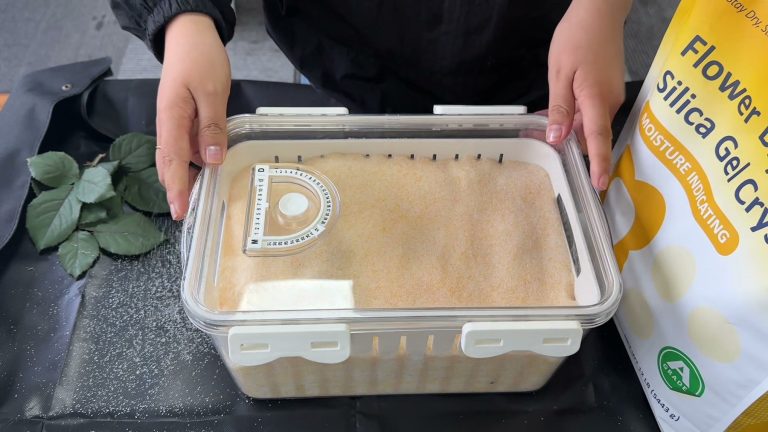 Clear Wisedry flower drying container being closed gently after silica gel covers the bloom