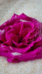 Wisedry flower drying silica gel being poured gently around rose petals