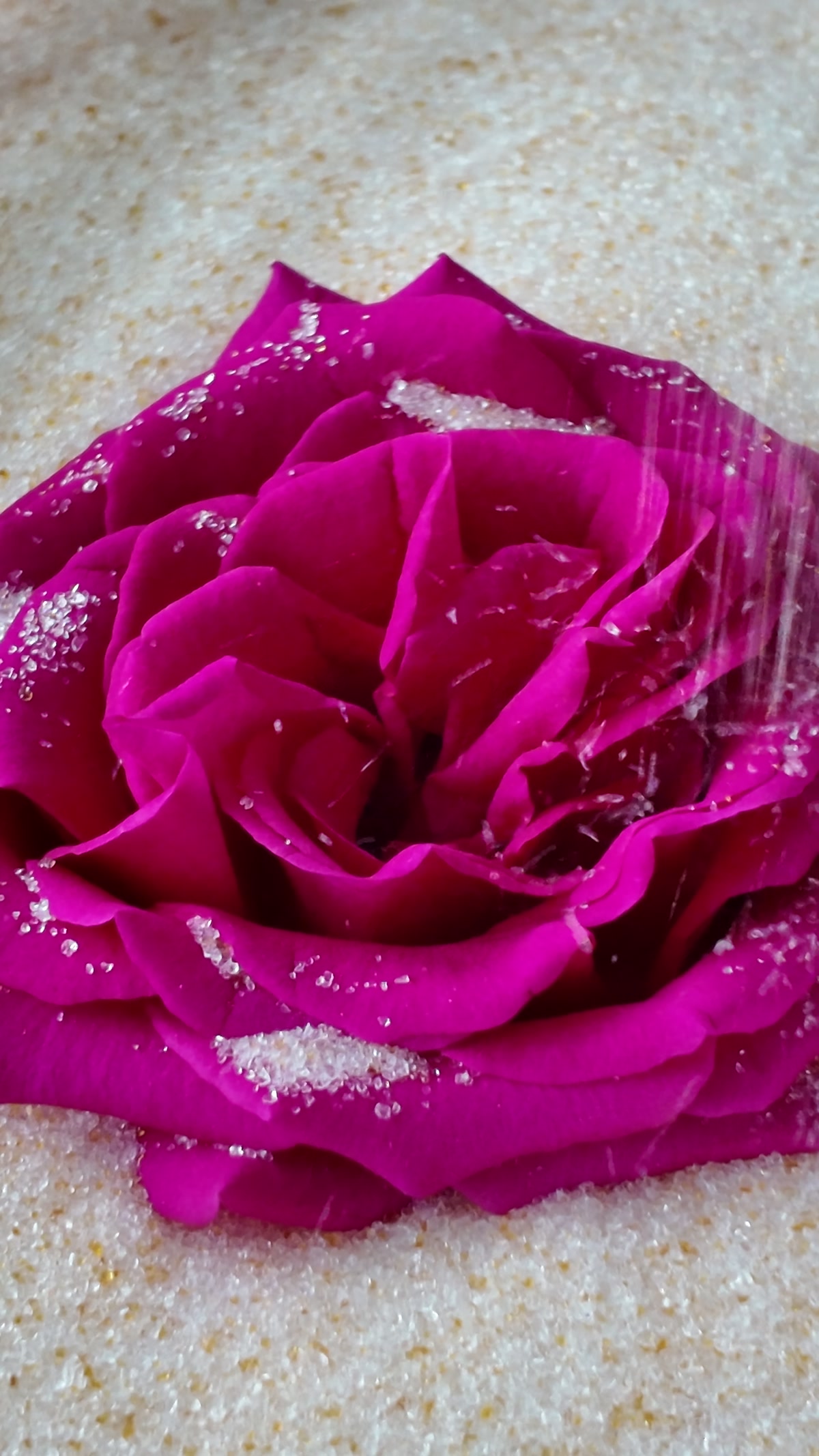 Wisedry flower drying silica gel being poured gently around rose petals